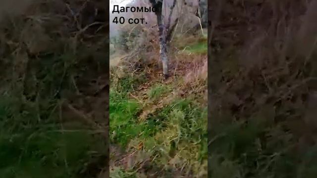 Земля 40 сот. в Сочи (Дагомыс)