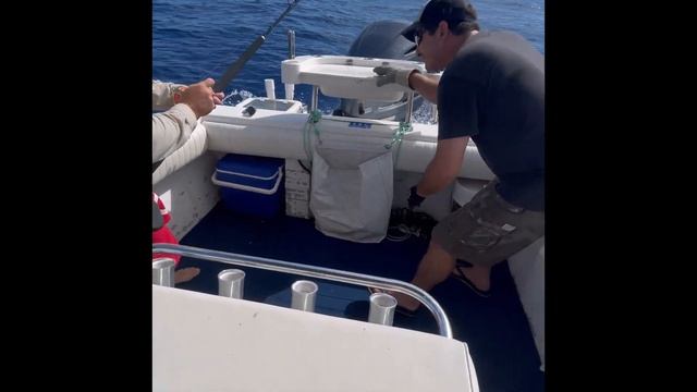 Small black marlin