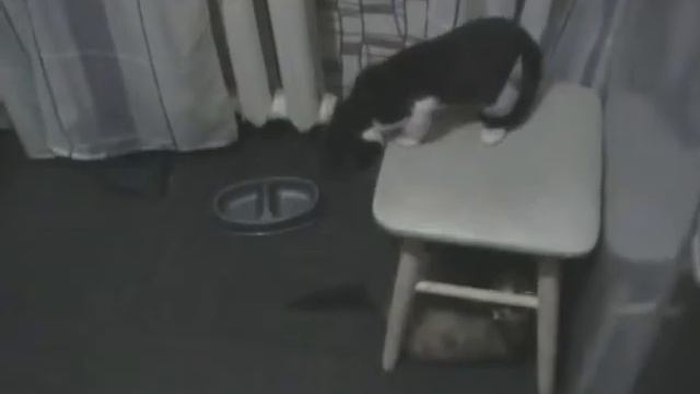 Кот и Хорь