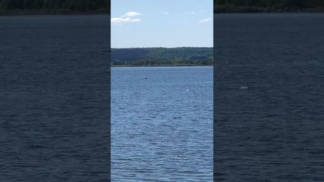 Лось гребёт домой.  Камское водохранилище