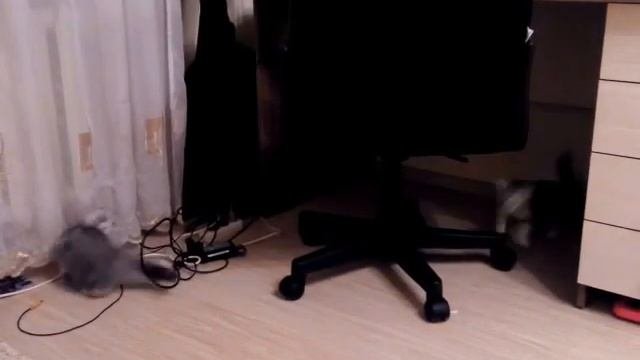 Летающий котенок (Flying Kitten)