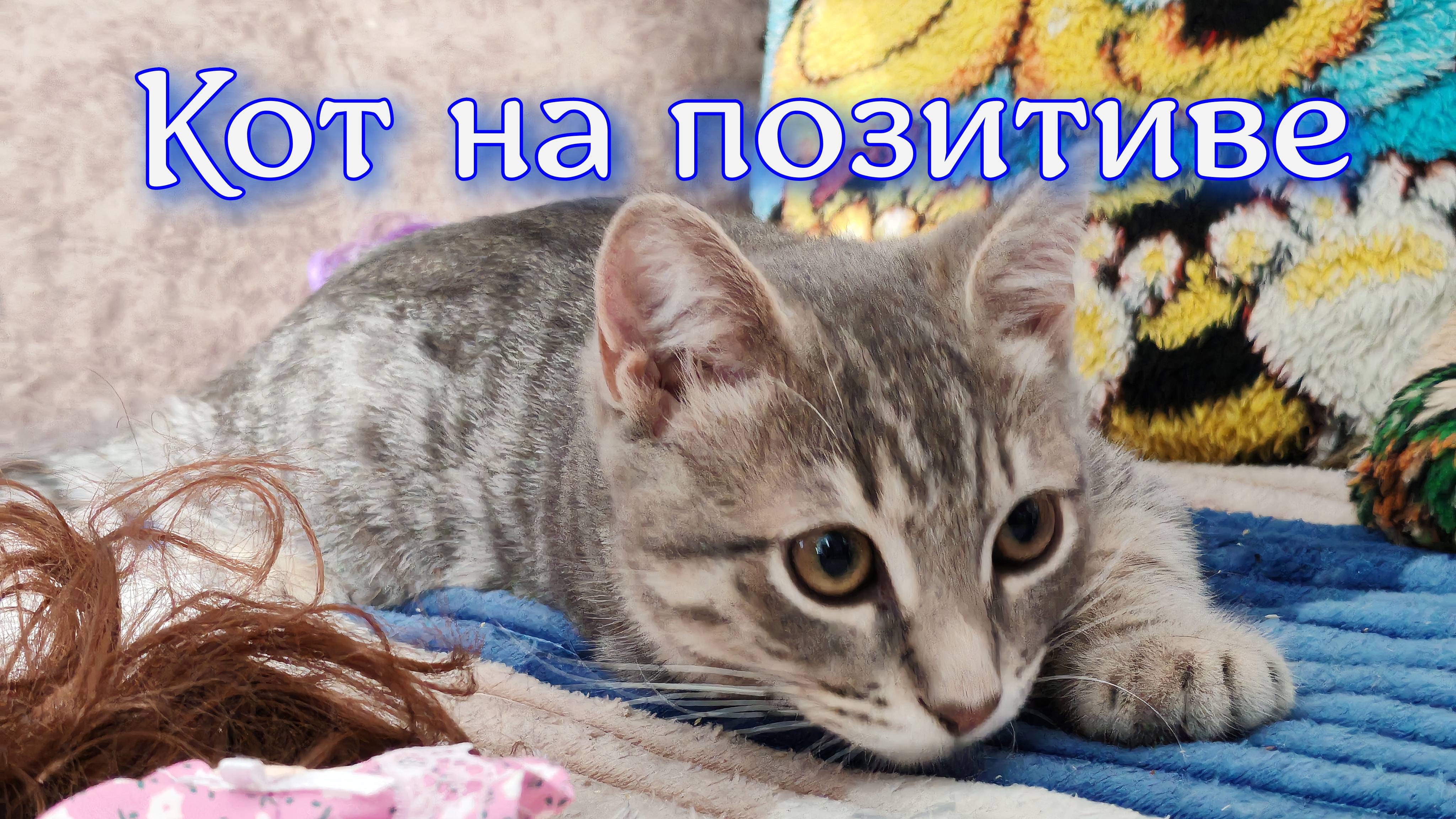 кот на позитиве