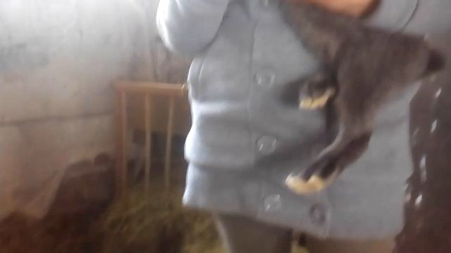 Ручной кролик.
