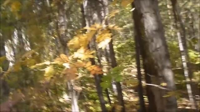 Прогулка по Заельцовскому парку