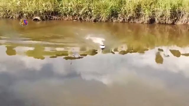 Удочка каторая сама ловит