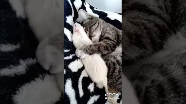 Кот и крыса