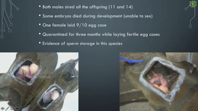 Jessica Jang Presents: Reproductive Strategies of the Big Skate with evidence of multiple paternity