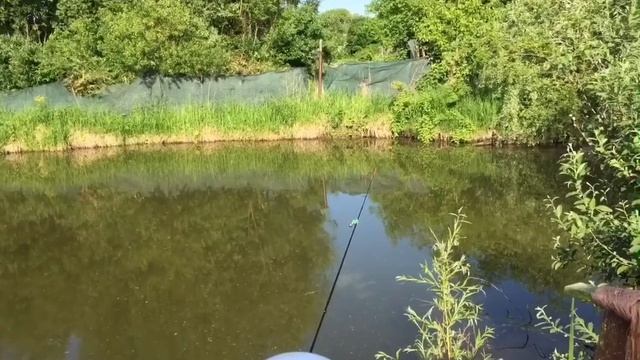 Кто клюёт на куриную печень?🐟🦛🐈🐳😂👍👋
