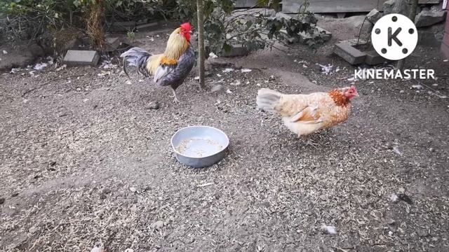Fakulla : Kanat#13