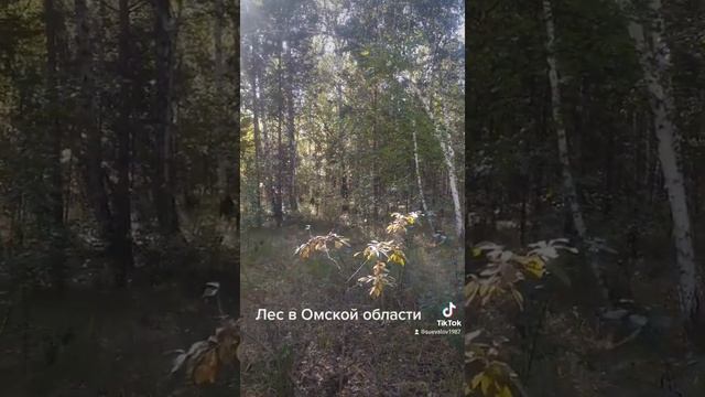 Лес в Омской области. Сентябрь 2021.