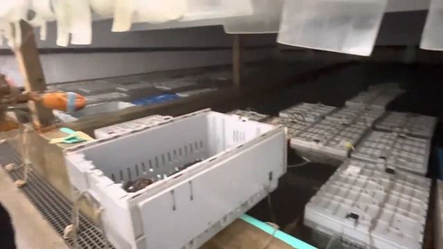 #канадавлог Таких огромных раков я ещё не видела! Lobsters 🦞 in Nova Scotia, Canada