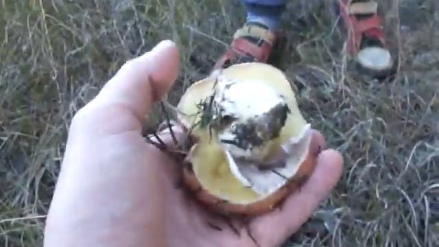 Первый маслёнок этой осенью Сезон открыт