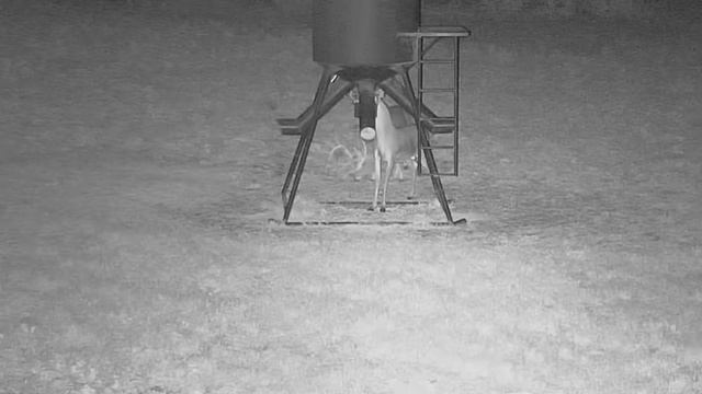 2018/10/30 - 160  The Bucks of the Texas Deer Feeder Cam