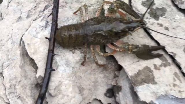 Дочуля рыбачёк