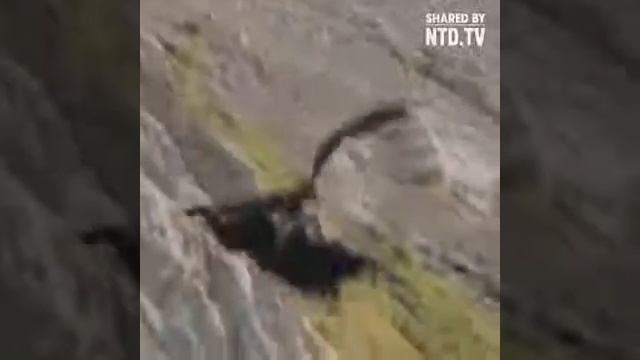 Настоящий охотник