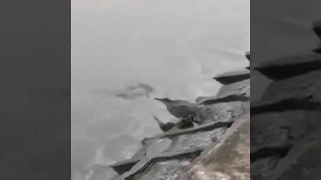 у умной птицы отличная техника ловли рыбы