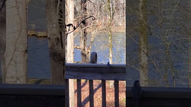 The birds love the fly through bird feeder.