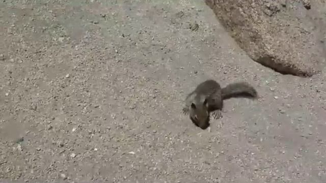 Baby Ground Squirrels In Monterey CA