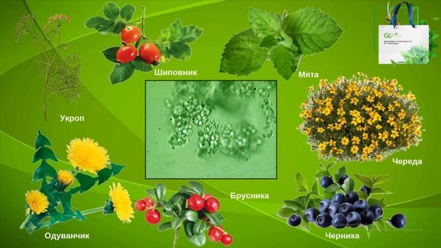 Презентация продукции компании Живая Зеленая Клетка (1)