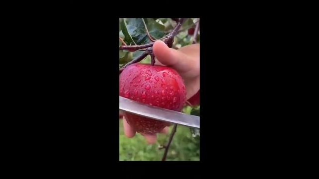 Black, Blue, white Apple Enjoy the apples from Tibet dekh k khane ko dill kare