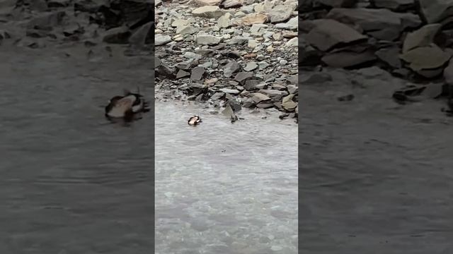 #mergansers on the shore #novascotia #ducks
