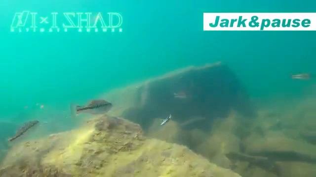 MEGABASS IXI SHAD Un Crank IMPORTANTE!! Yuki ITo Japan!