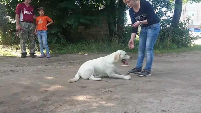 Прадера Касадорес Феличе ( Lab'SPb USA Edition & Lab'SPb Hollywood Star) - 7 мес.