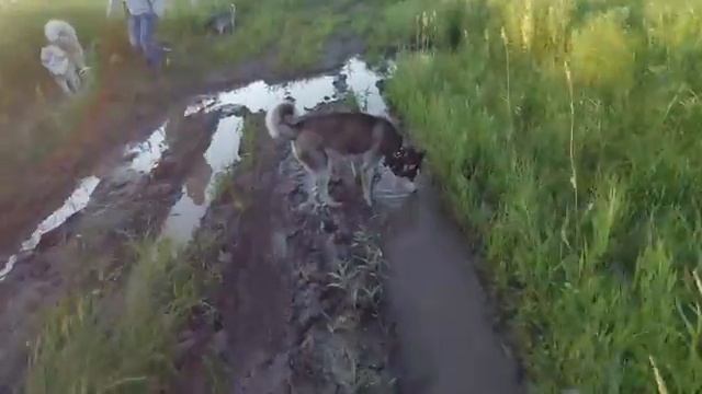 Хаски города Уссурийск