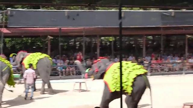 Thailand, Pattaya, Nongnooch garden, Elephant show. Тайланд, Паттайя, Парк нонг-нуч, шоу слонов