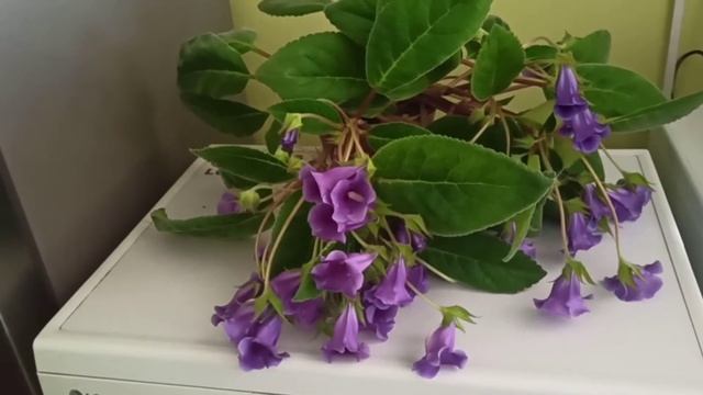 Я уколов не боюсьесли надо-уколюсь!