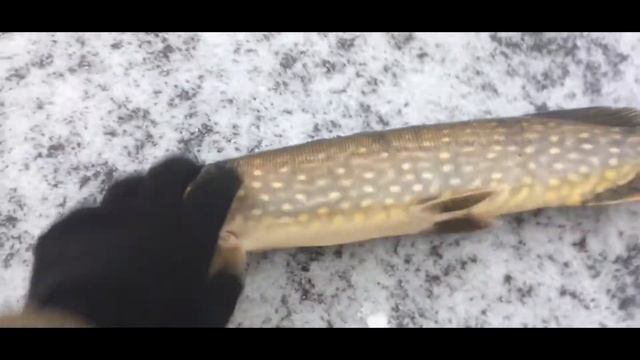 ЖЕРЛИЦЫ НА ЩУКУ #1/2020