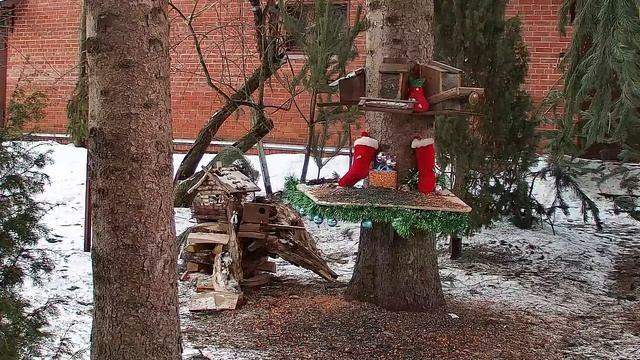 12.01.2023  Онлайн-трансляция белочек и птичек