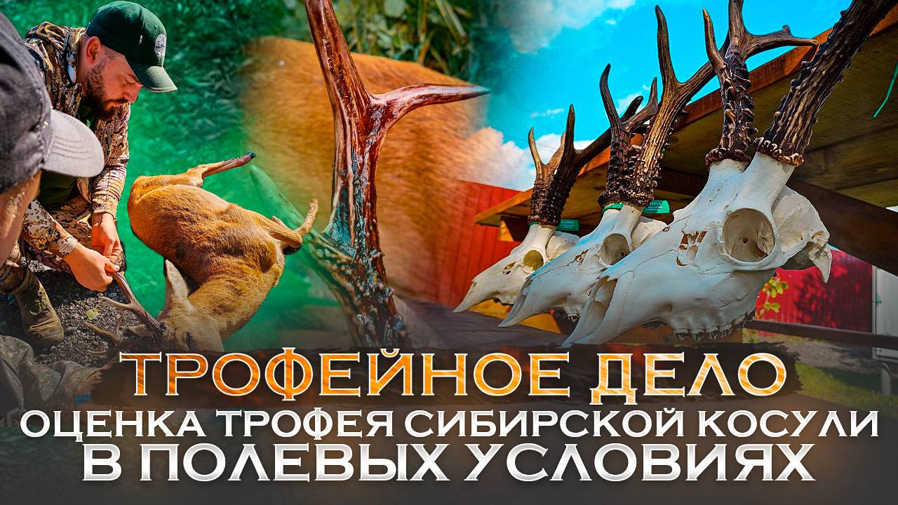 Инструкция по измерению трофея косули