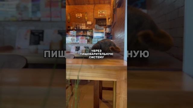 ЗДЕСЬ МОЖНО КУПИТЬ НИРВАНУ!