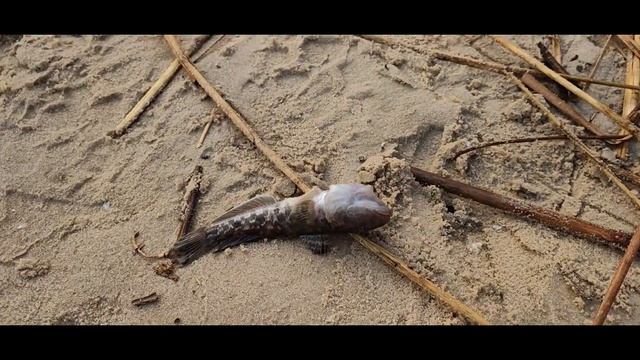 Рыбалка с папой и Вовой