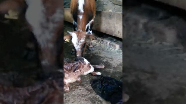 Yeni Dogmuş Bızagı