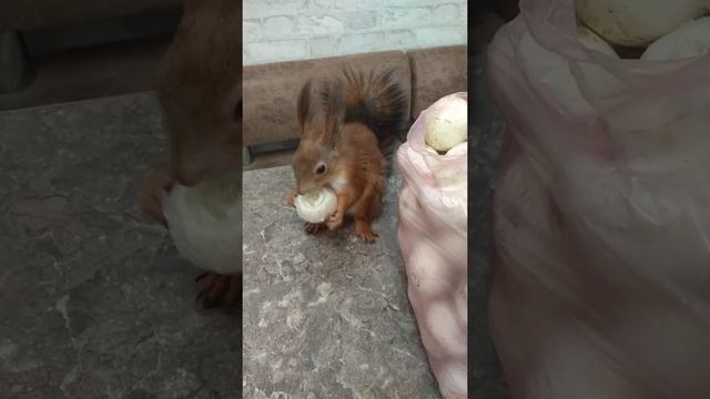 Белка ест шампиньоны