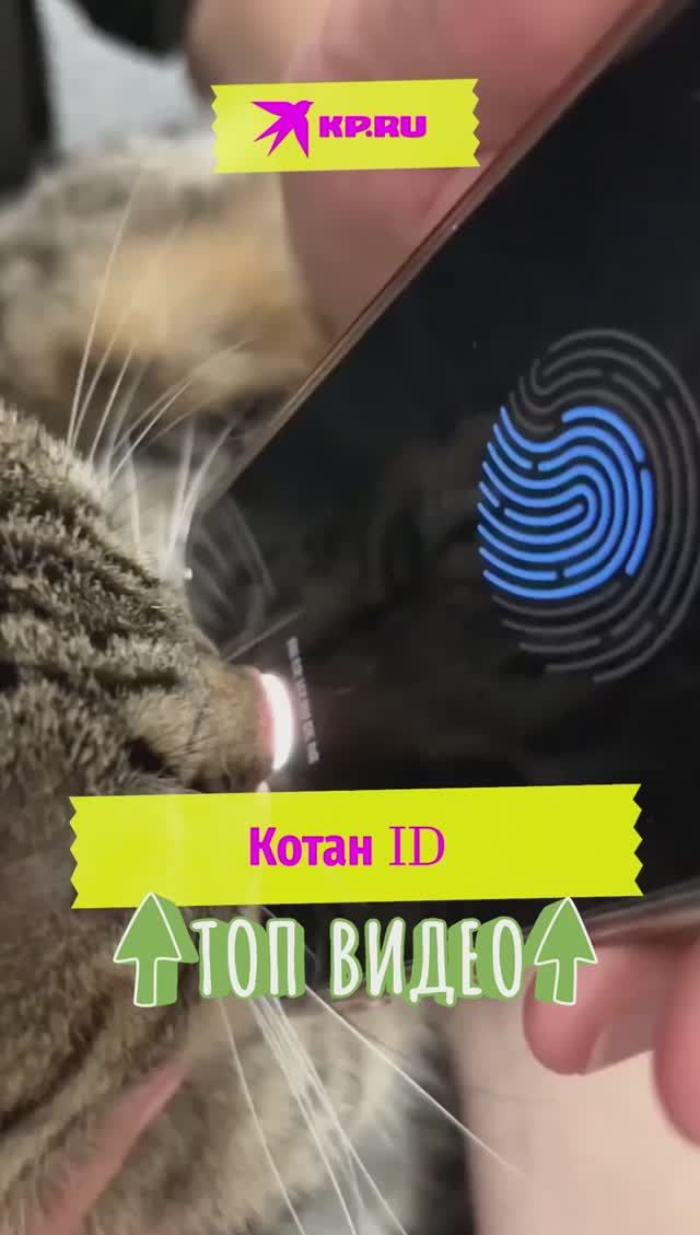 Котан ID