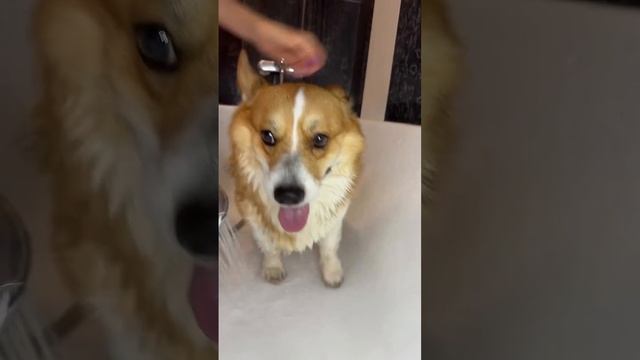 Маленькая ляля купается #коржмарти #корги #собака #юмор #животные #corgi #dog #funny #animals