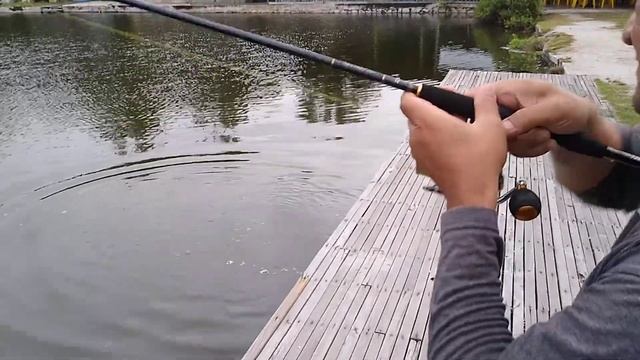 Daiwa Revros vs Kerapu/Grouper