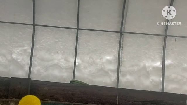 Галка ест сарончу!!!
