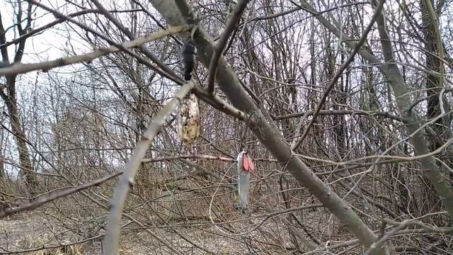 Раки
