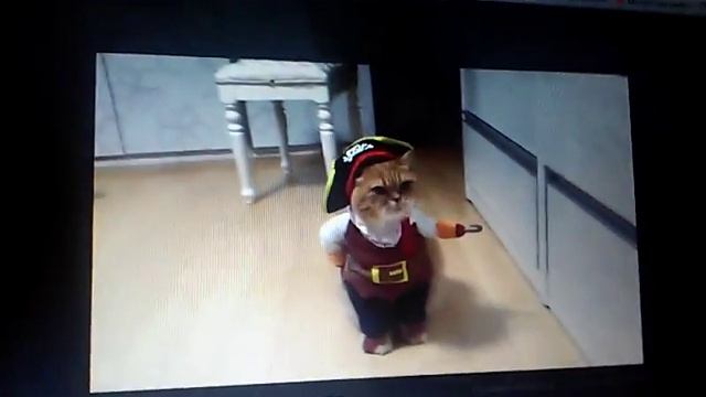 Котик по имени Джек Котяра.