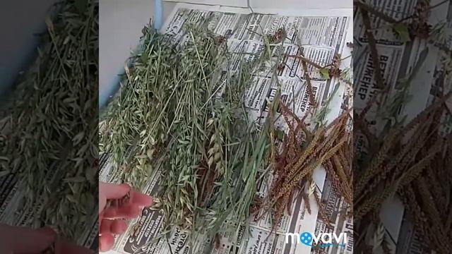 Лайфхак по хранению колосков. Корелла нимфа стая.