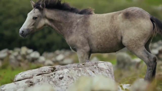 The Most Beautiful And Cool Animals On Earth!