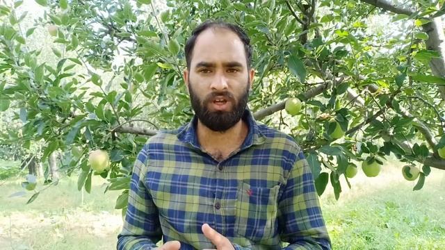 #Shopian | This year people have much hope that their #apples will #sell at good #rates