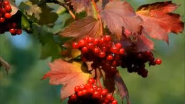 При долинушке калинушка стоит Георгий Виноградов