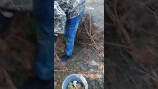 Сбор грибов под Донецком