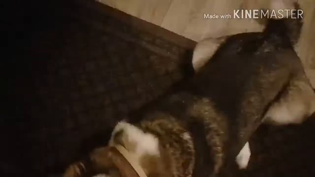 Новая команда для Настиной собаки Мухи🐕 Комнда Животик или Умри??? МУХИНА ЖИЗНЬ