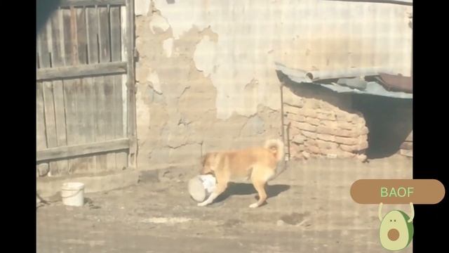 #капчагай #казахстан #алматы #влог #собака Жаңа ойыншығы 🐕🐶